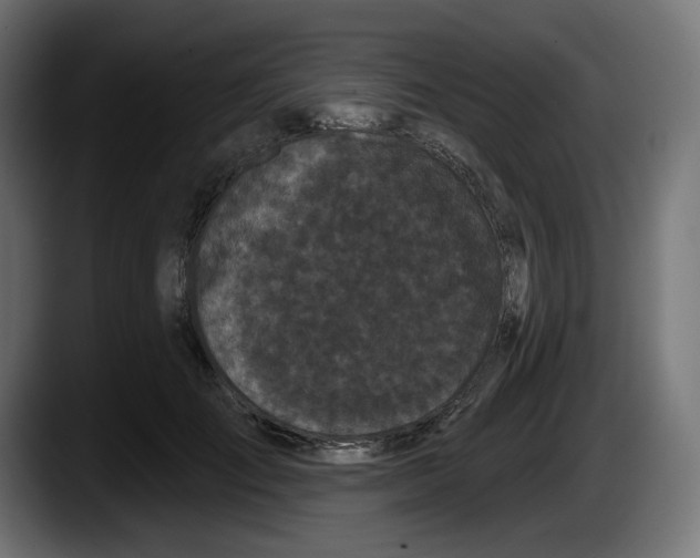X0000087530701200705251700