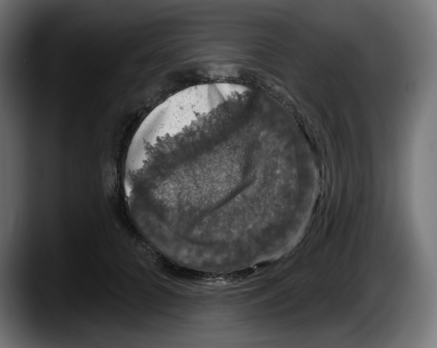 X0000087530704200705251700