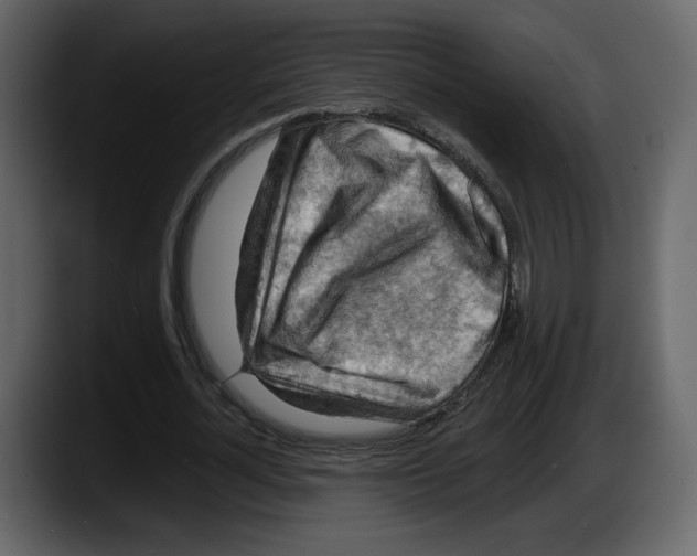 X0000087530724200705251659