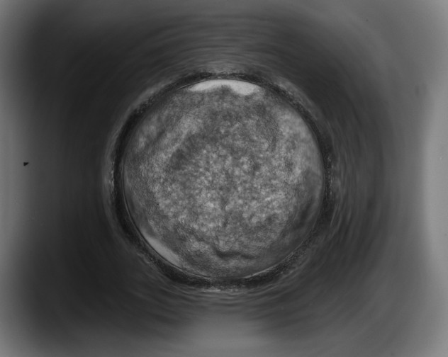 X0000087530727200705251659