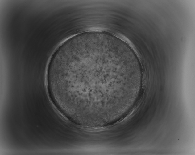 X0000087530795200705251658