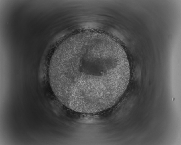 X0000087530824200705251657