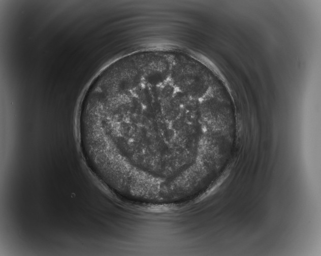 X0000087530843200705251658
