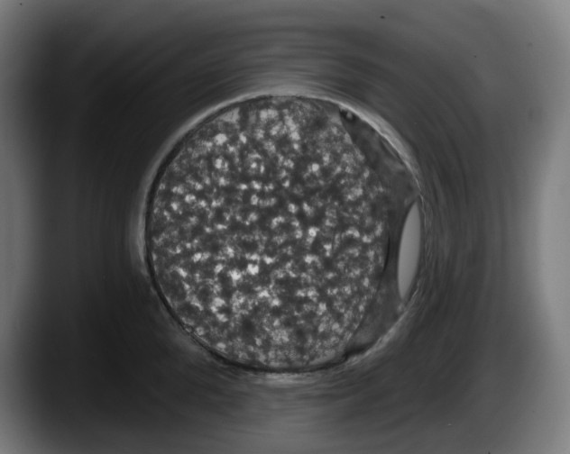 X0000087530904200705251657