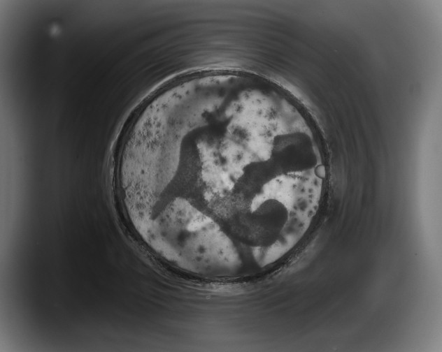 X0000087530933200705251656