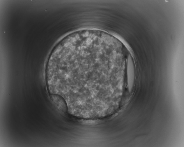 X0000087531004200705251655