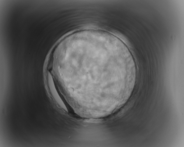 X0000087531008200705251655
