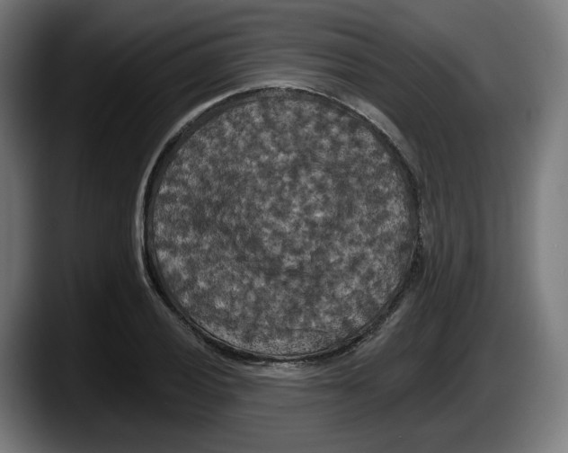 X0000087531028200705251655