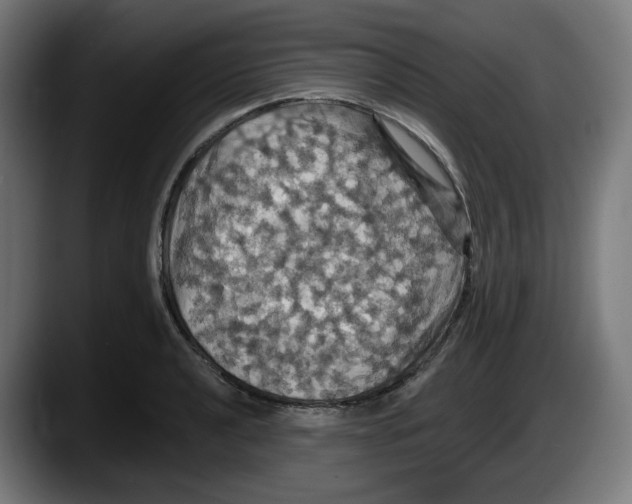 X0000087531040200705251655