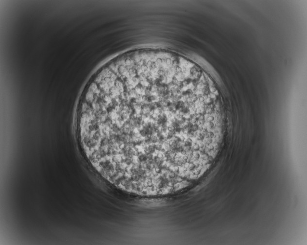 X0000087531044200705251655