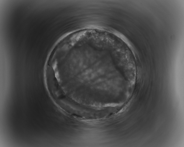 X0000087531048200705251655
