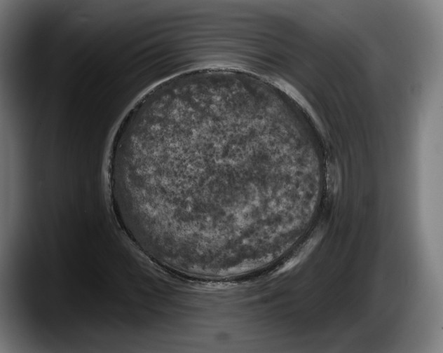 X0000087531068200705251655