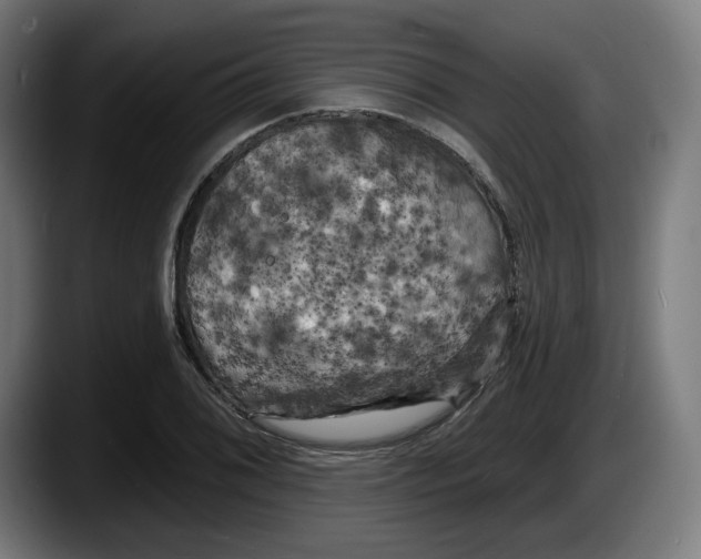 X0000087531076200705251654
