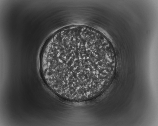 X0000087531080200705251654