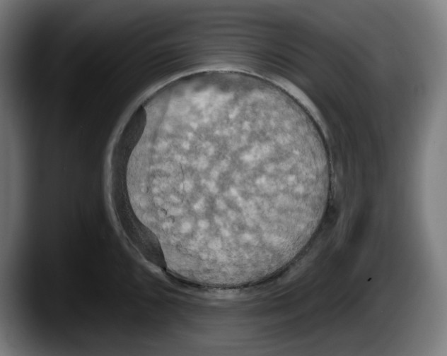 X0000087531096200705251654