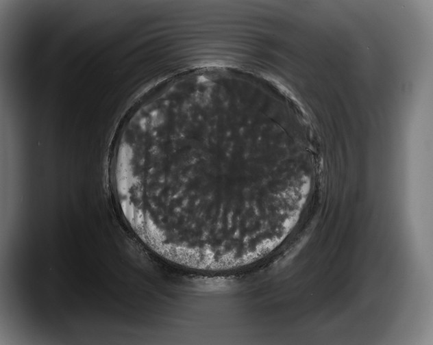 X0000087531121200705251654