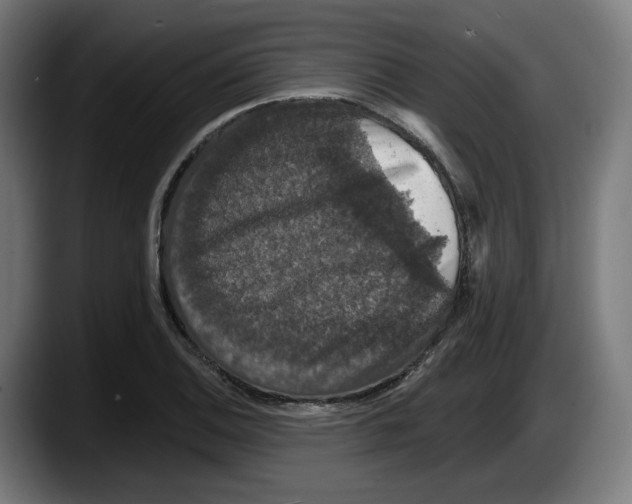X0000087531124200705251654