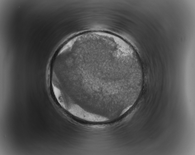 X0000087531126200705251654