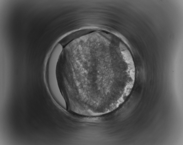 X0000087531143200705251654