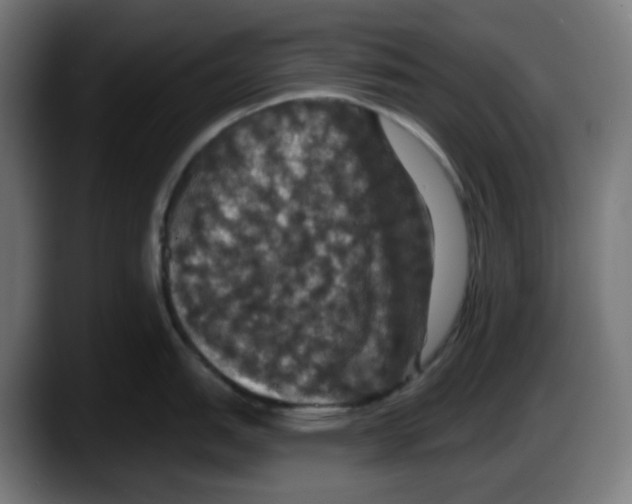 X0000087531151200705251654