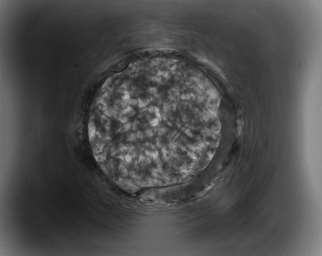 X0000087531159200705251653