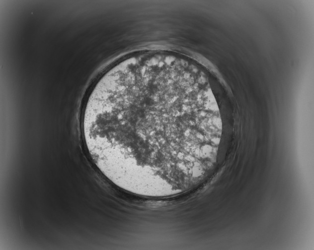 X0000087531176200705251653