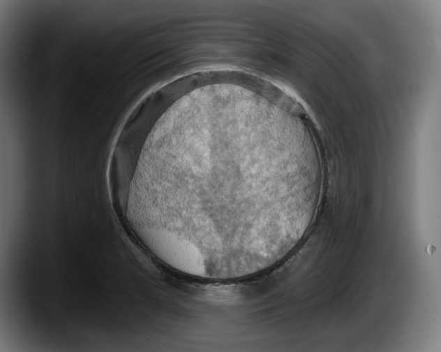 X0000087531181200705251653