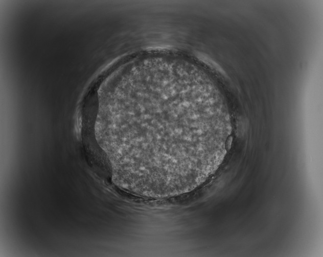 X0000087531208200705251652