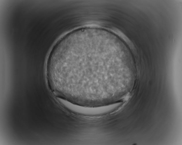 X0000087531240200705251653