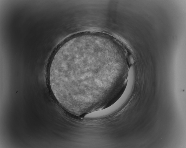 X0000087531264200705251652