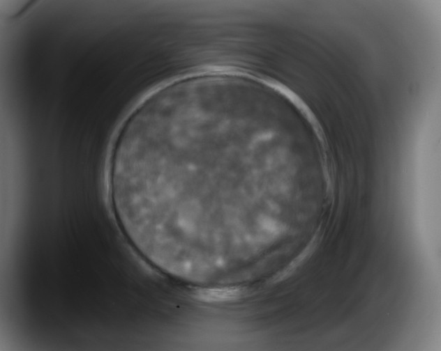 X0000087531294200705251652