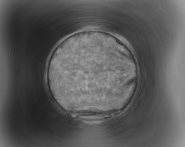 X0000087531296200705251652