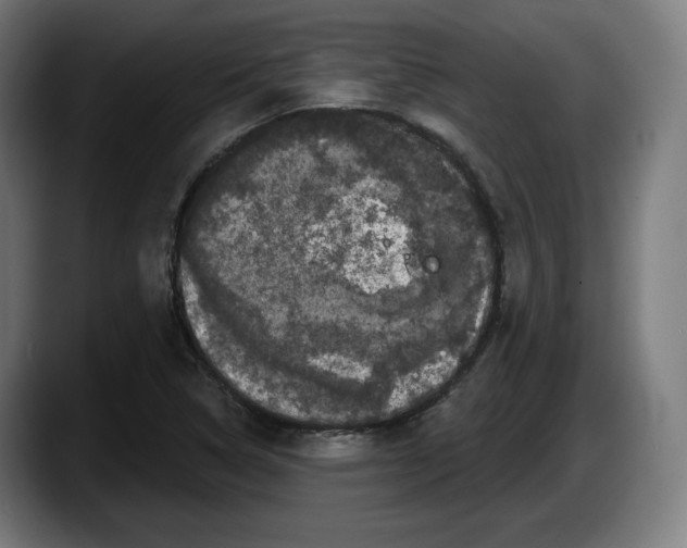 X0000087531314200705251651