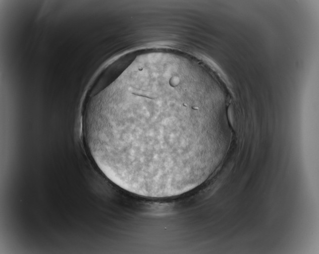 X0000087531324200705251651