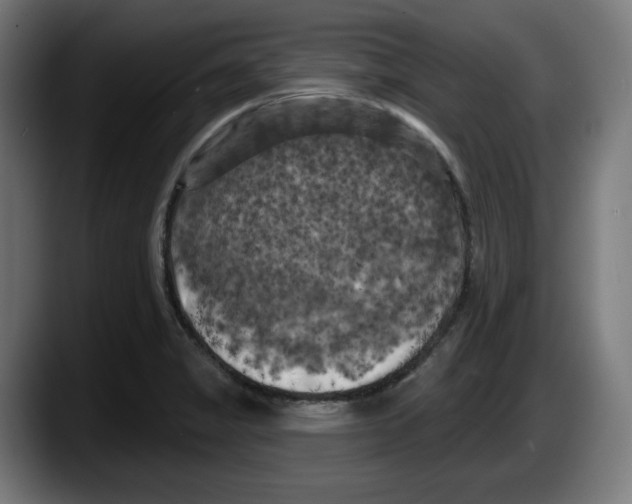 X0000087531325200705251651