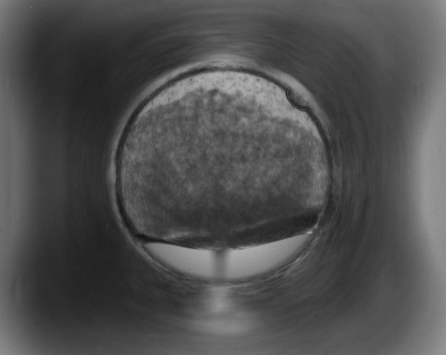 X0000087531335200705251652