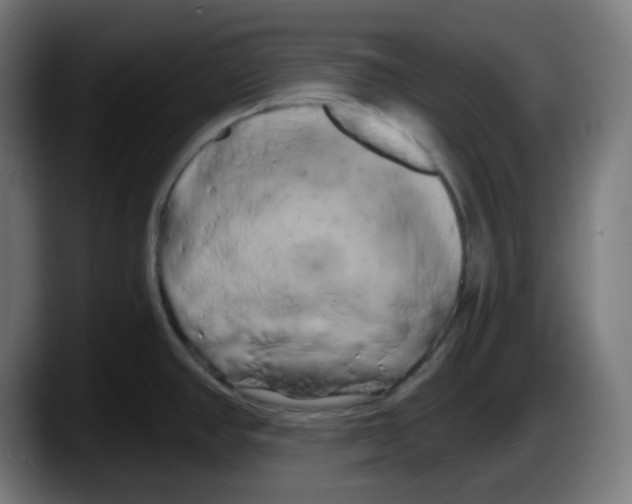 X0000087531390200705251650