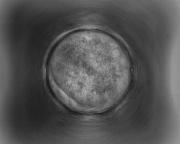 X0000087531416200705251650