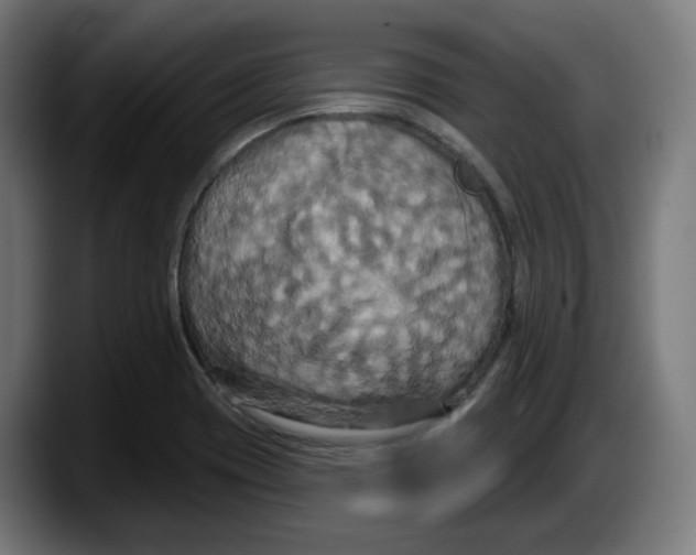 X0000087531417200705251650