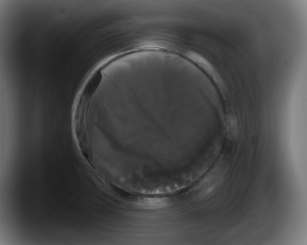 X0000087531427200705251650