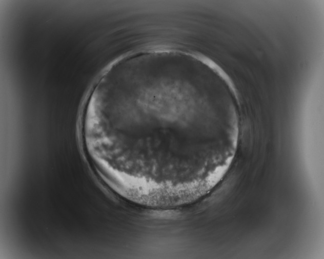X0000087531429200705251650