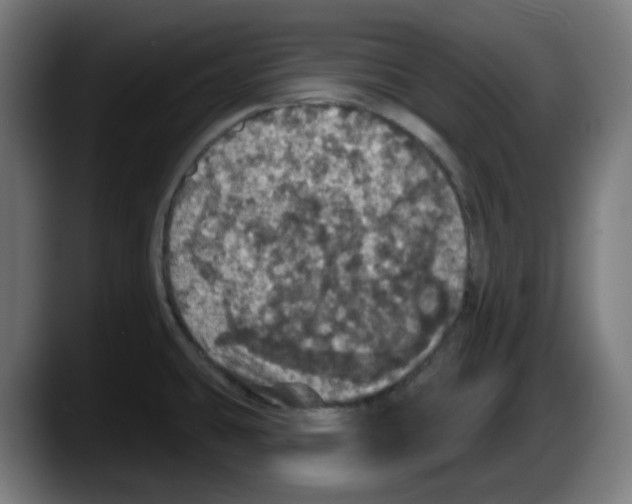 X0000087531431200705251650