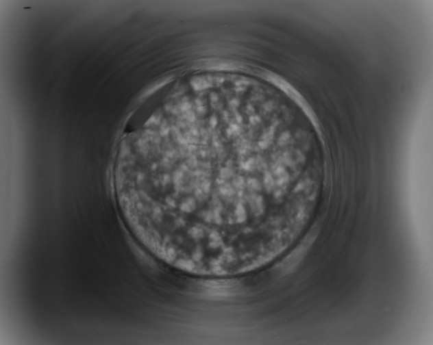 X0000087531433200705251650