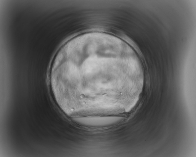 X0000087531436200705251650
