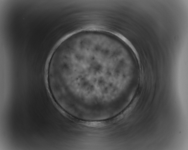 X0000087531437200705251650