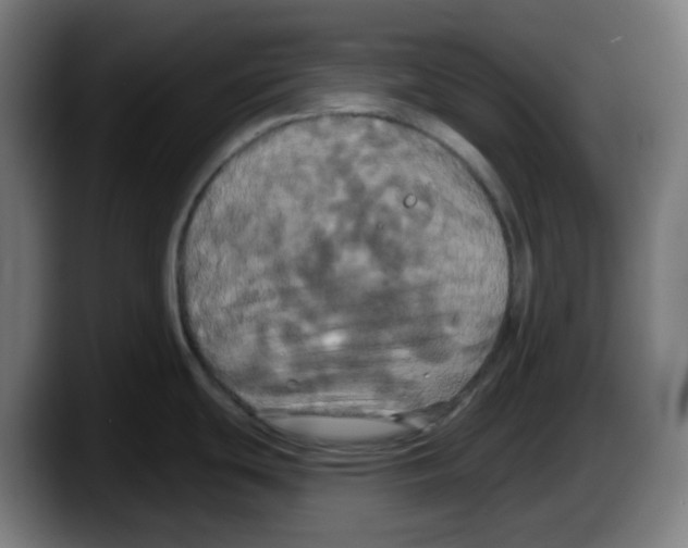 X0000087531439200705251650