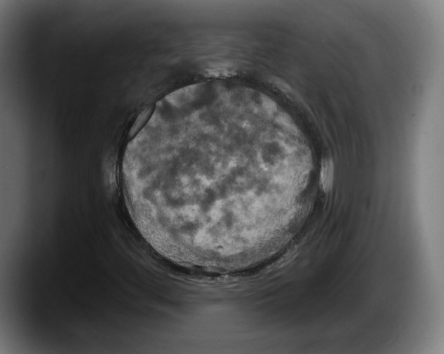 X0000087531444200705251650