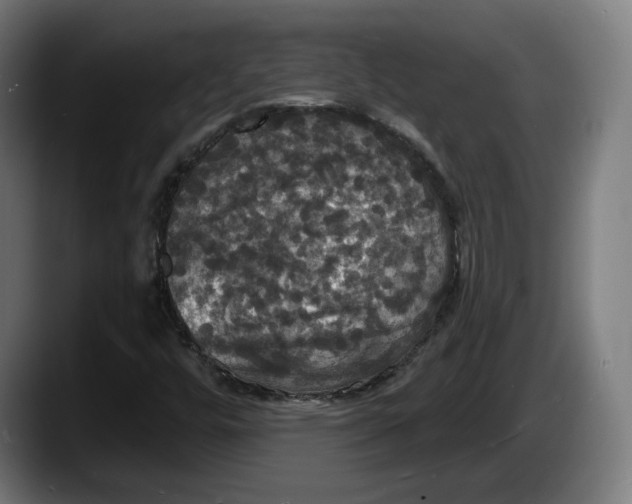 X0000087531448200705251650