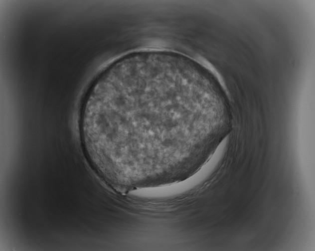X0000087531464200705251649