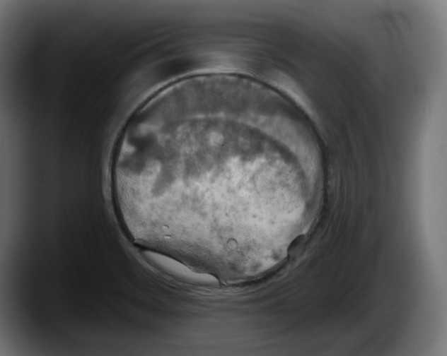 X0000087531468200705251649